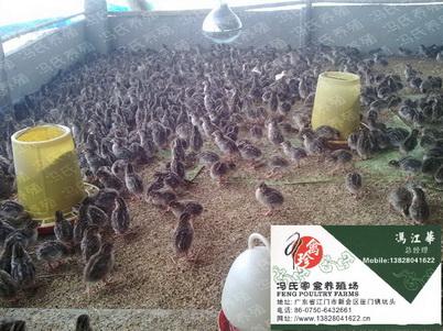 供应赣州优质珍珠鸡苗珍珠鸡养殖珍珠