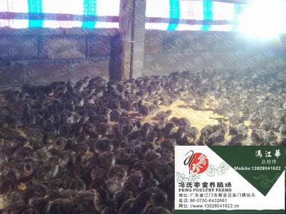 供应赣州优质珍珠鸡苗珍珠鸡养殖珍珠