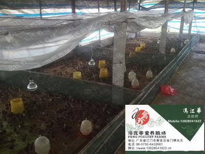 供应揭阳市珍珠鸡养殖