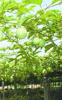 供应百香果苗木，特优质百香果苗木，百香果苗木产地