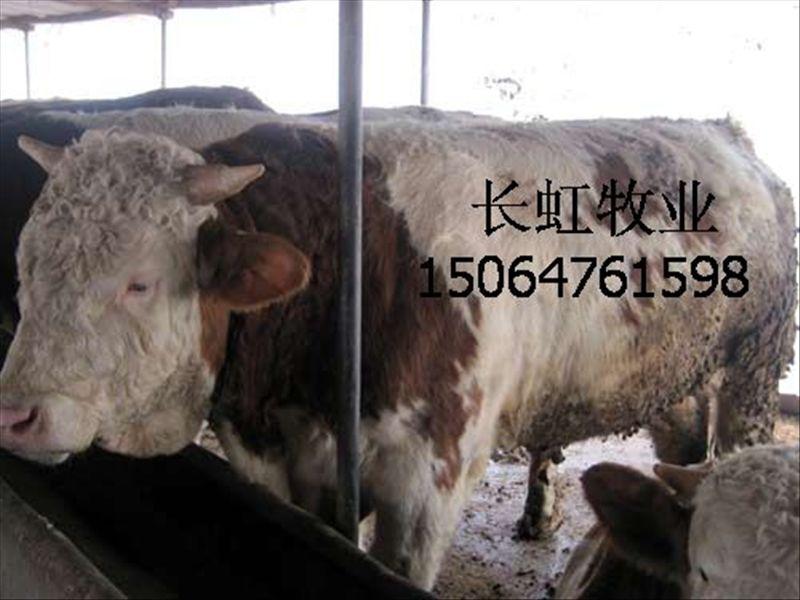 供应小牛犊价格、西门塔尔牛、利木赞牛、夏洛莱牛种牛图片
