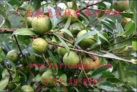 油茶树苗价格茶子树种植批发