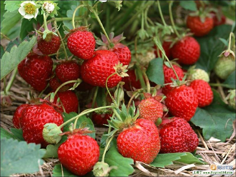 泰安市丰香草莓苗厂家供应畸形果较少，大果率较高的丰香草莓苗