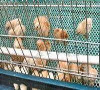 供应鑫龙鸡笼饲养方便，易于管理，节省场地，有效预传染病，提高鸡成活率图片