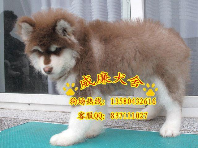 纯种阿拉斯加犬 阿拉斯加犬价格 阿拉斯加犬多少钱 阿拉斯加犬图片