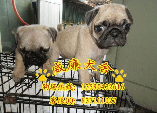 广州哪里有卖巴哥犬 广州纯种巴哥犬哪里有卖巴哥犬