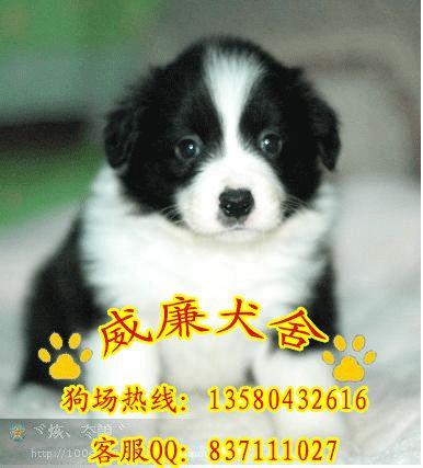 广州什么地方有卖边境牧羊犬 广州纯种边境牧羊犬多少钱 广州哪里有狗场