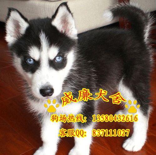 供应哈士奇 广州哪里有卖哈士奇犬 哈士奇犬多少钱 纯种哈士奇犬图片