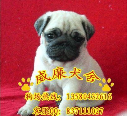 广州哪里有卖巴哥犬 广州纯种巴哥犬哪里有卖巴哥犬