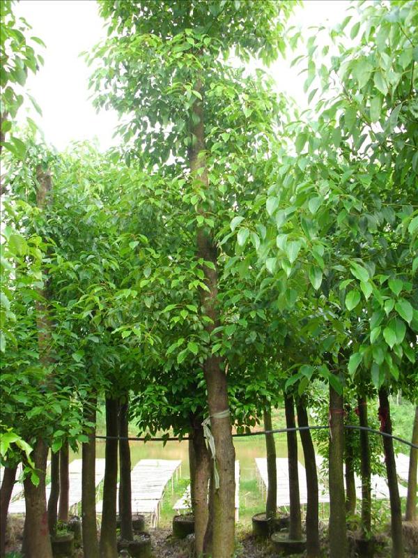小叶榕20公分 福建榕树 小叶榕 漳州香樟 绿化苗木图片