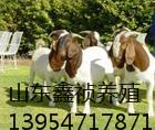 济宁市波尔山羊的品种标准厂家
