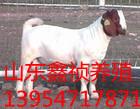 济宁市波尔山羊的品种标准厂家供应波尔山羊的品种标准