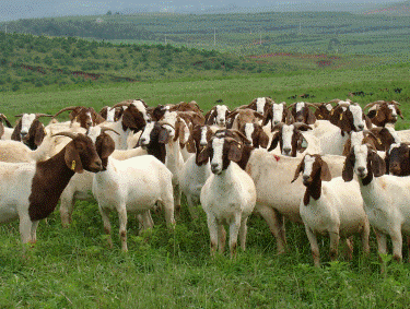 供应武安肉羊养殖技术