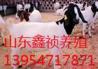 济宁市大量波尔山羊厂家供应大量波尔山羊