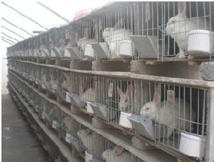 供应山东济宁獭兔肉兔养殖繁育基地