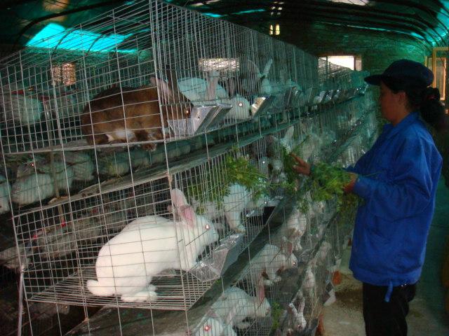 供应河北最大的獭兔养殖场