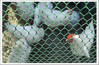 供应合肥养鸡网鸡床网养鸭网塑料平网