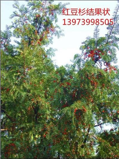 供应南方红豆杉种子多少钱一斤