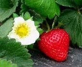 优质山东山东红颜草莓苗，山东草莓苗基地