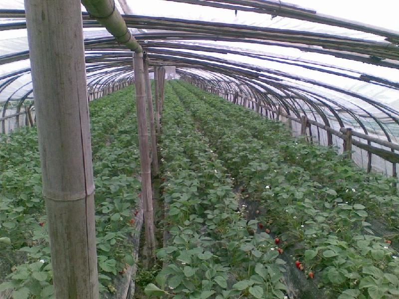 达赛莱克特(Darselect)草莓，山东达赛草莓苗图片