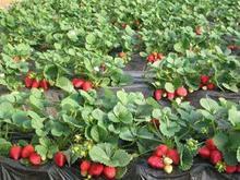 山东草莓种植基地，高产草莓山东种植基地