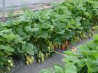 供应2012热销草莓苗，热销山东草莓苗品种