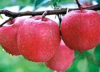 优质苹果苗，优质山东苹果苗，优质山东苹果苗基地，优质山东苹果苗品种