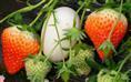 泰安市打折促销草莓苗厂家