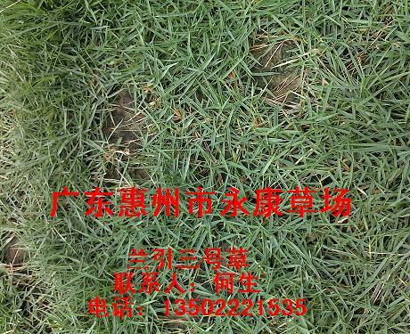广州市台湾草中之鲜嫩厂家台湾草