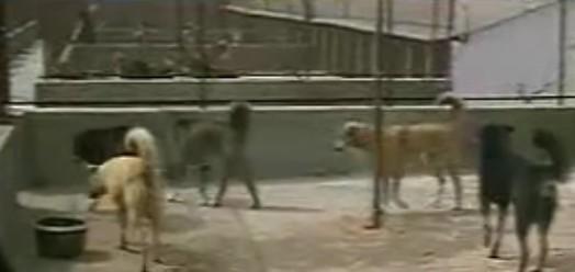 供应改良高加索犬狼青牧羊犬肉狗养殖的市场前景