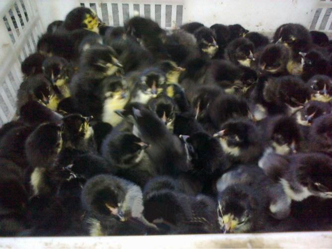 绿壳蛋鸡鸡苗供应绿壳蛋鸡鸡苗，绿壳蛋鸡，黑鸡苗，黑土鸡