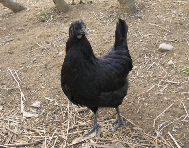鹤壁市五黑一绿土鸡厂家供应五黑一绿土鸡，绿壳蛋鸡苗