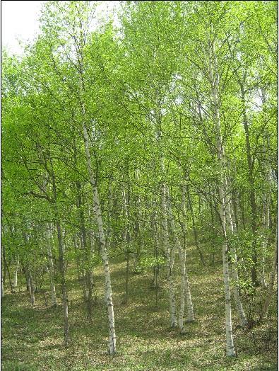 供应河北“白桦”种植园，河北“白桦”种植基地