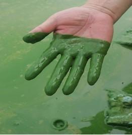 供应河道与鱼塘有害藻类去除专用菌