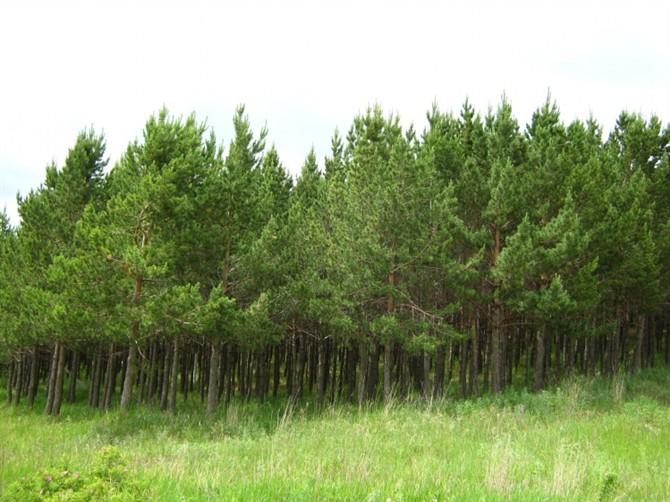 大规格油松  公    司: 山西绿化苗木供应基地