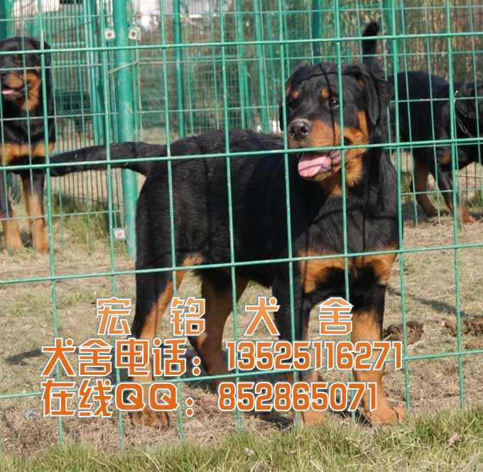 供应罗威纳犬多少钱  广州哪里有卖看家护院防暴犬罗威纳幼犬