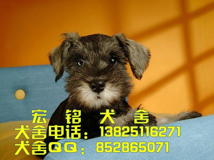 供应广州什么地方有犬舍卖狗 广州哪里有犬舍卖雪纳瑞
