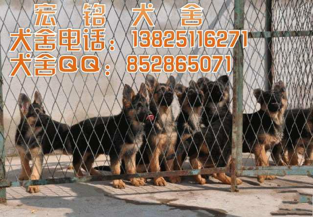 供应广州哪里有卖纯种德国牧羊犬有保障 广州狗场犬舍地址在哪里