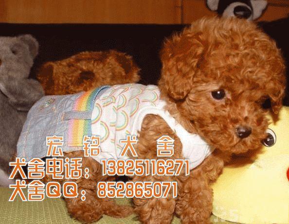 供应泰迪熊狗狗 东莞哪里有卖纯种玩具泰迪熊一般能长多大