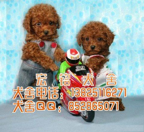 供应广州什么地方有卖纯种泰迪熊犬