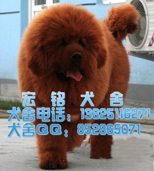 供应纯种藏獒犬多少钱 广州哪里有卖藏獒犬铁包金狮子头红獒