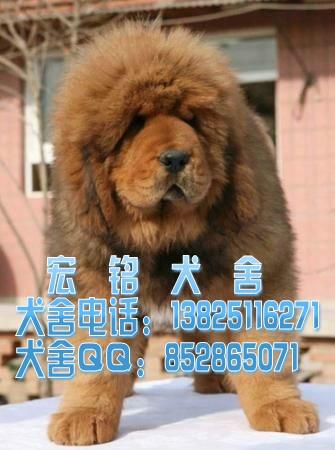 供应广州藏獒多少钱广州什么地方有卖藏獒犬广州纯种藏獒多少钱一只