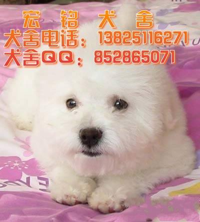 广州什么地方有小型犬比熊幼仔批发