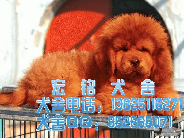惠州哪里有卖藏獒犬批发