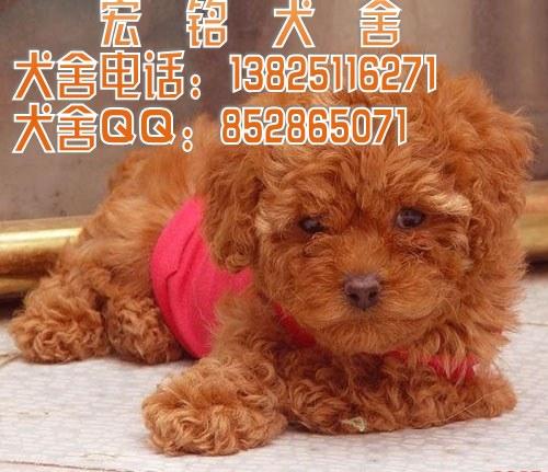 广州哪里有卖贵宾犬批发
