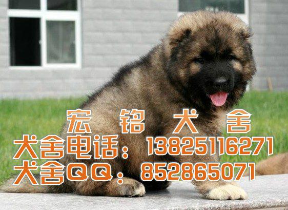 供应纯种高加索成年有多大 广州什么地方有卖高加索犬