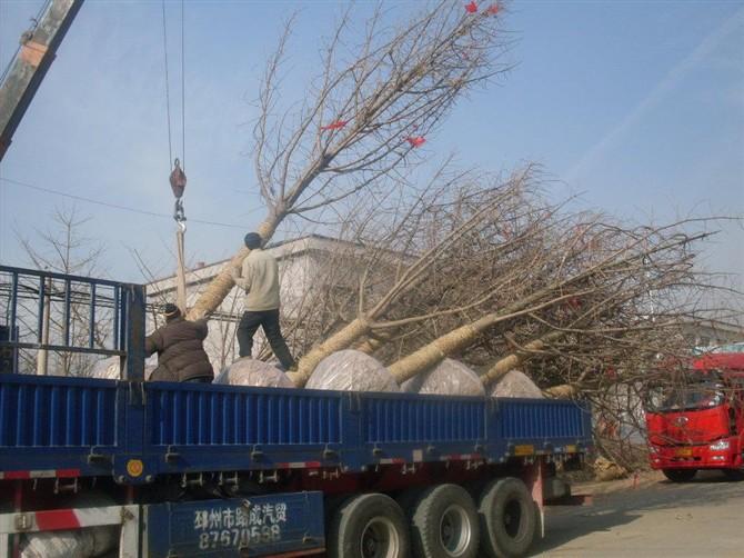 供应常年低价卖银杏树图片