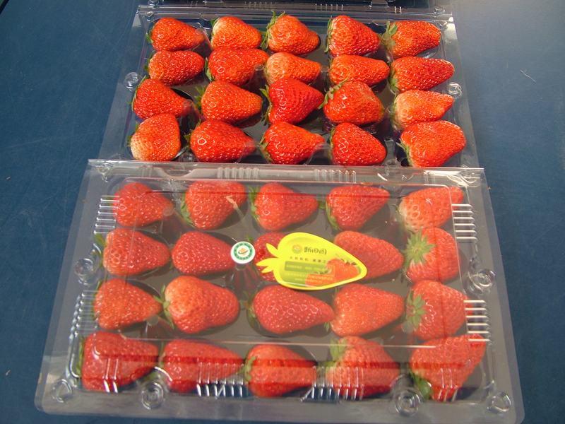 供应新田园有机草莓礼盒 有机草莓 有机的草莓礼盒 端午节选择