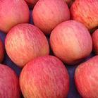 供应有机苹果 有机苹果礼盒 水果礼盒 能减肥的苹果 新田园有机食品俱
