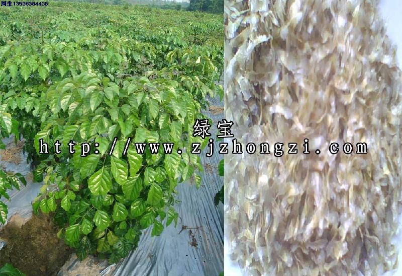 海南菜豆种子绿宝种子批发